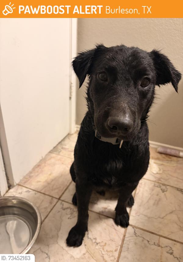 Found/Stray Male Dog last seen Renfro and Cindy st, Burleson, TX 76028