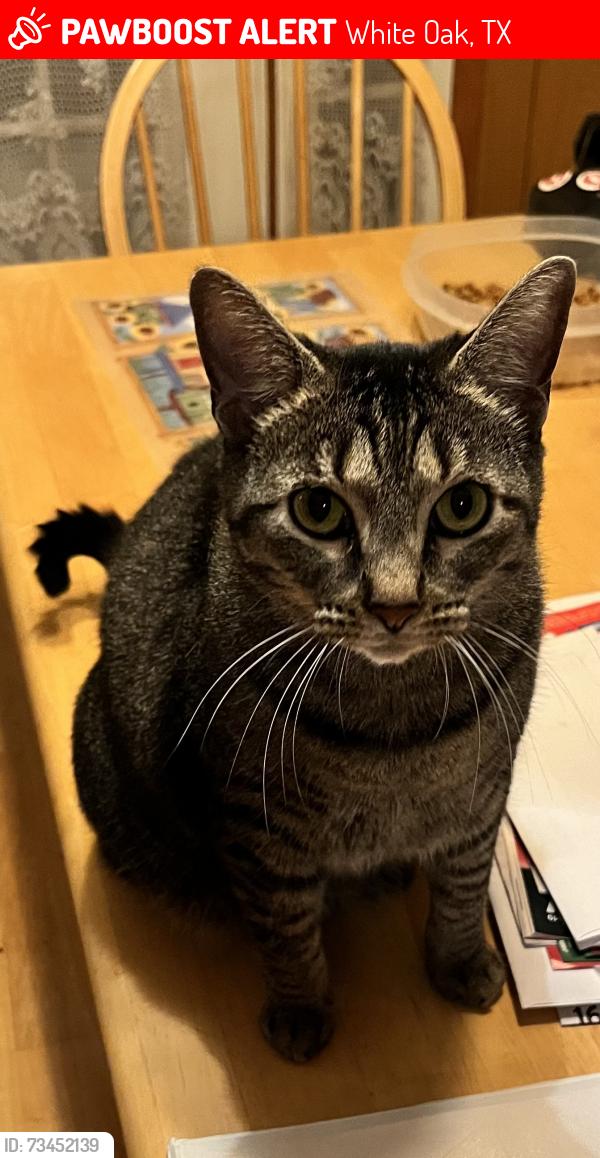 Lost Female Cat last seen Superior Road; Hwy 80, White Oak, TX 75693