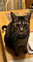 Lost Female Cat last seen Superior Road; Hwy 80, White Oak, TX 75693
