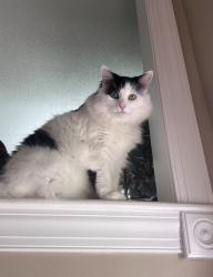 Lost Male Cat last seen Loveland street Hebron, Hebron, CT 06248