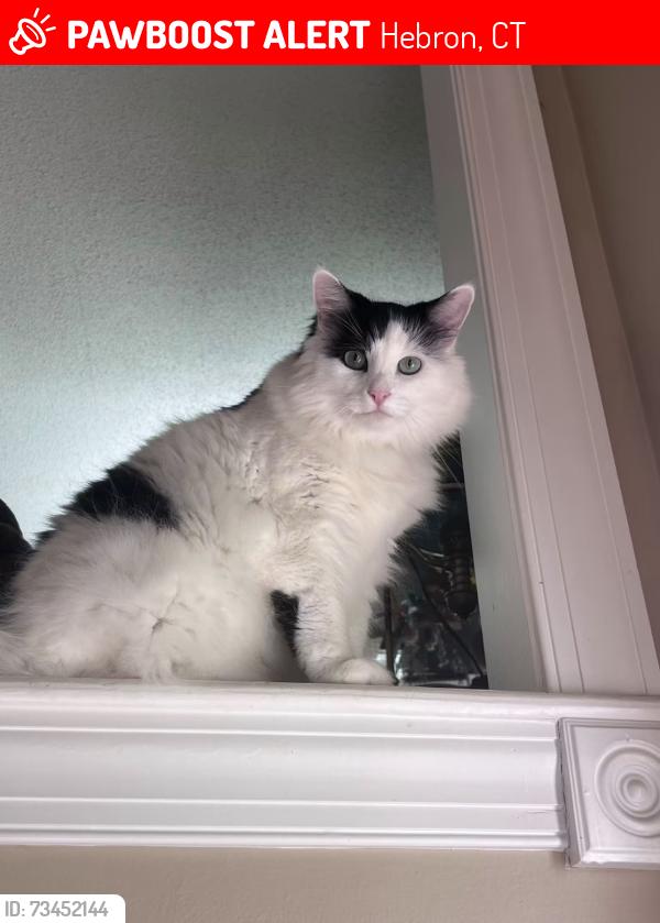 Lost Male Cat last seen Loveland street Hebron, Hebron, CT 06248