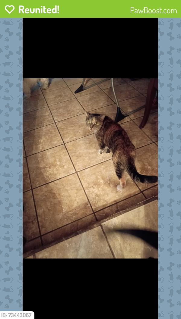 Reunited Female Cat last seen Marsden St/Sullivan Ave, Ocoee, FL 34761