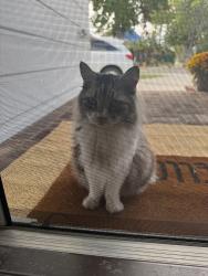 Found/Stray Unknown Cat last seen College Circle and Fanwood, Long Beach, CA 90815