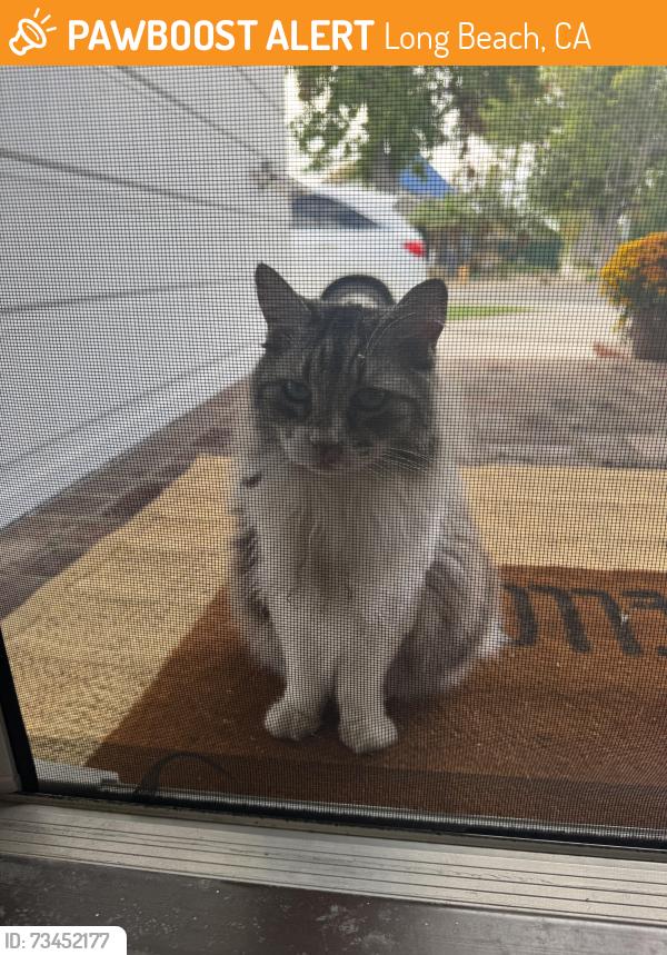 Found/Stray Unknown Cat last seen College Circle and Fanwood, Long Beach, CA 90815