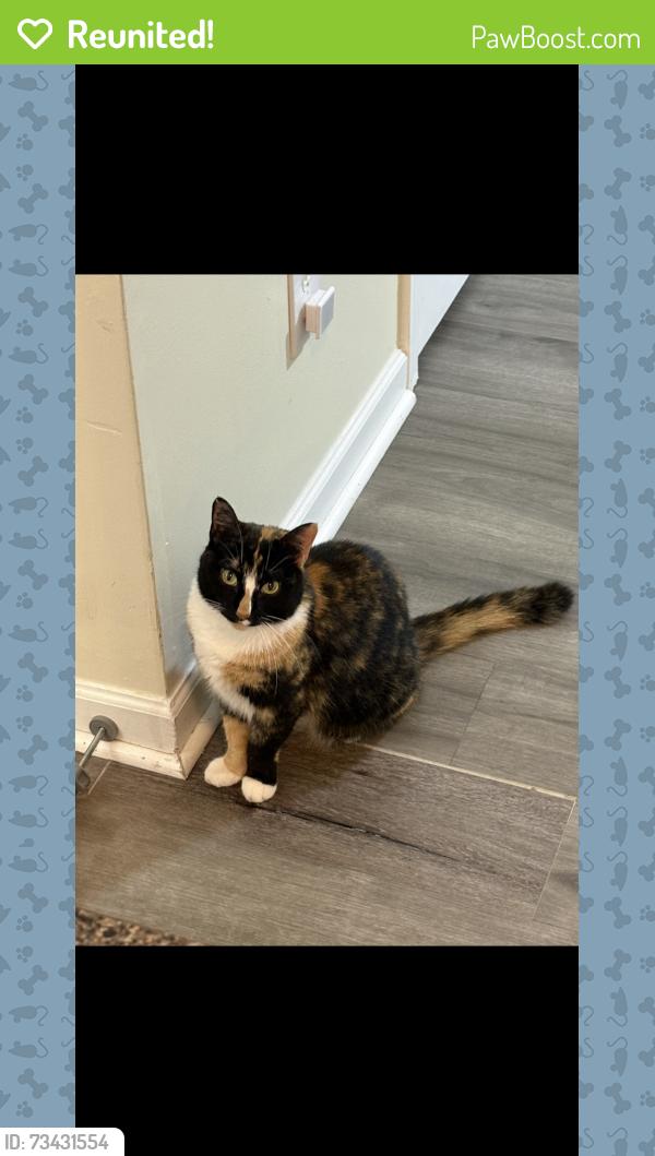 Reunited Female Cat last seen Breckenridge, Morrisville, NC 27560