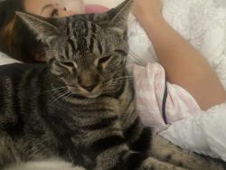 Lost Female Cat last seen San Marino apmts, San Jose, CA 95121