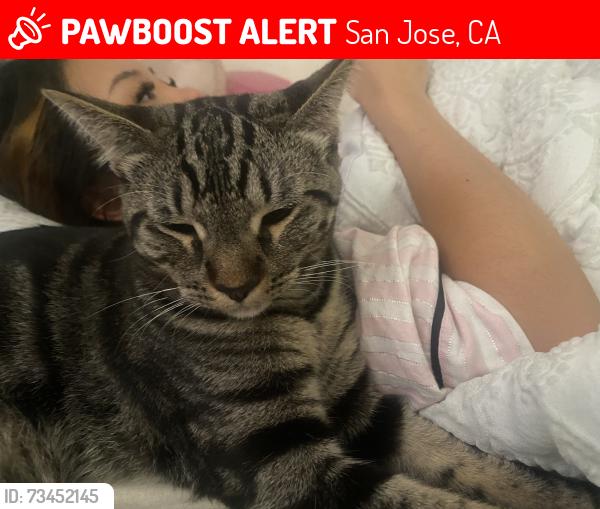 Lost Female Cat last seen San Marino apmts, San Jose, CA 95121