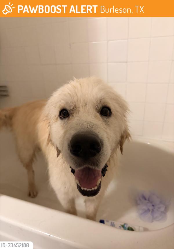 Found/Stray Male Dog last seen Renfro and Cindy, Burleson, TX 76028