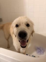 Found/Stray Male Dog last seen Renfro and Cindy, Burleson, TX 76028