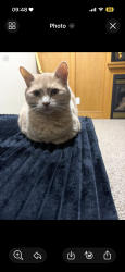 Lost Female Cat last seen Hawkcliff way, nose hill, Sarcee trail, John Laurie, Calgary, AB 