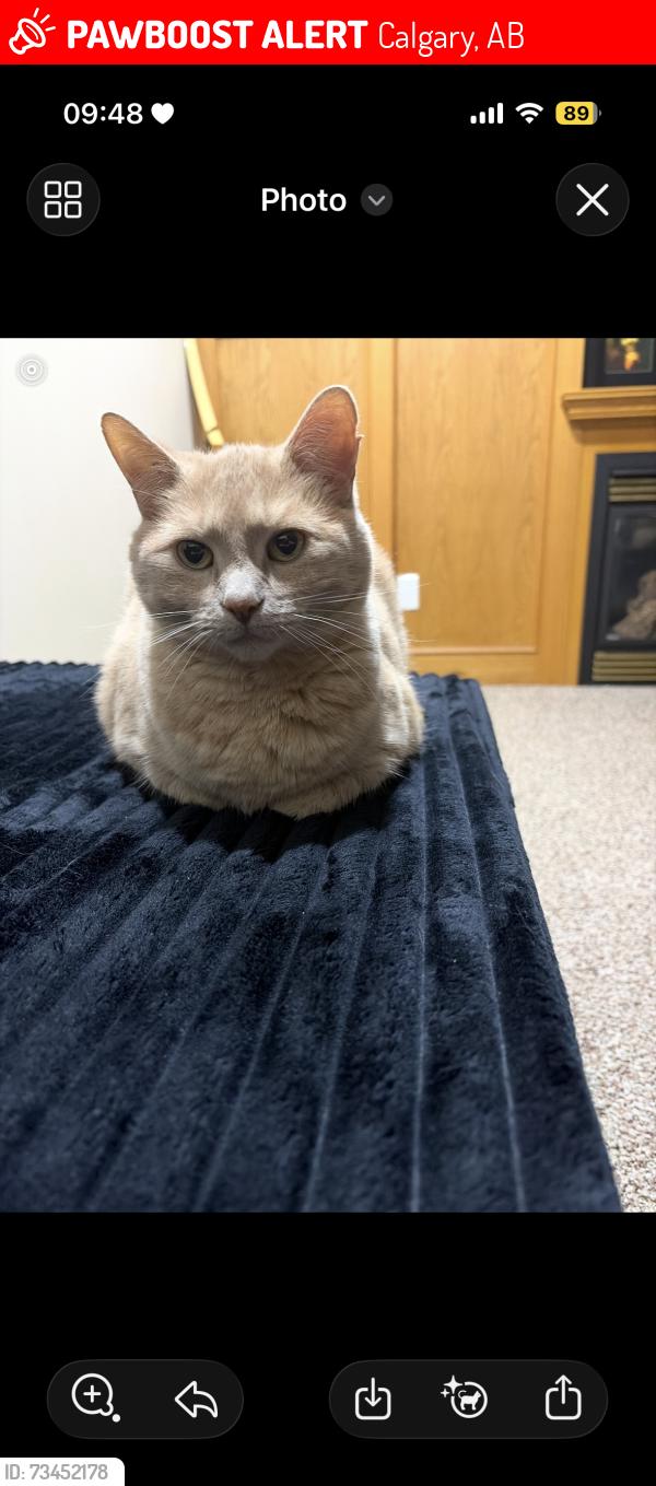 Lost Female Cat last seen Hawkcliff way, nose hill, Sarcee trail, John Laurie, Calgary, AB 