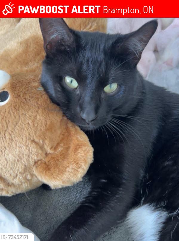 Lost Male Cat last seen near nibi emosaawadang school or centre and vodden, Brampton, ON 