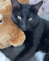 Lost Male Cat last seen near nibi emosaawadang school or centre and vodden, Brampton, ON 