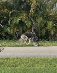 Found/Stray Unknown Dog last seen Birtle ct, Port St. Lucie, FL 34953