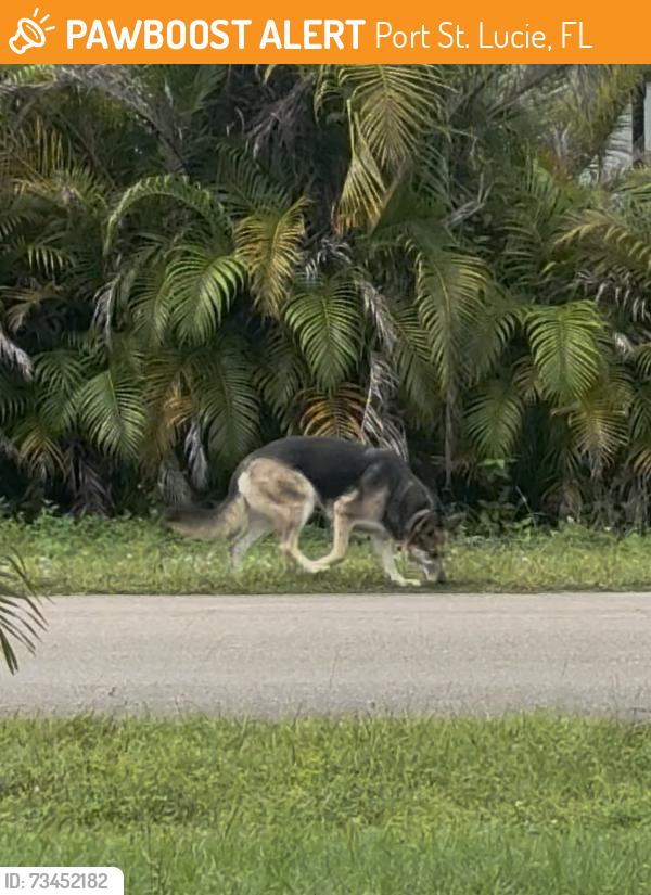 Found/Stray Unknown Dog last seen Birtle ct, Port St. Lucie, FL 34953