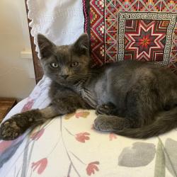 Shelter Stray Male Cat last seen unknown - found by VEG employee, SAN LEANDRO, CA, 94577, 8323 Baldwin St, Oakland, CA 94621, USA