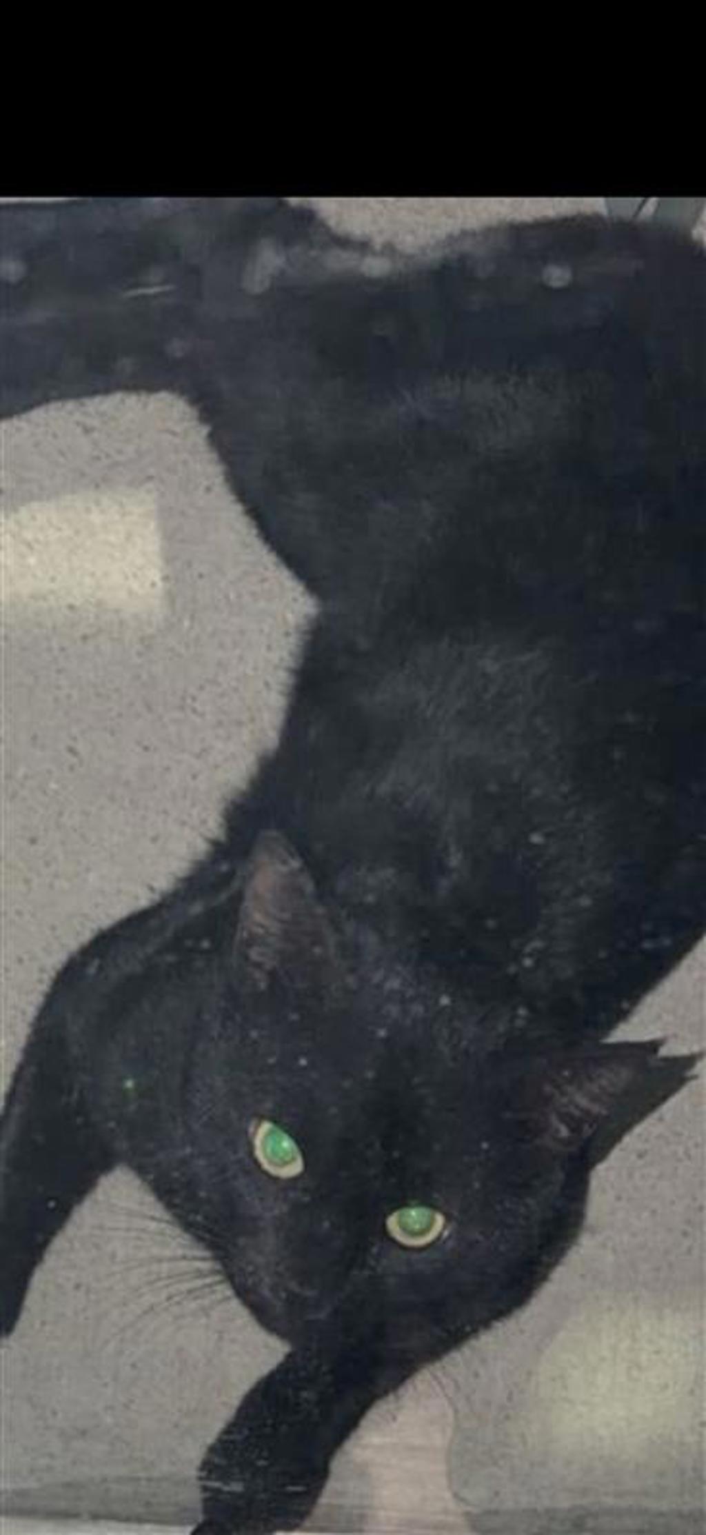 Shelter Stray Male Cat last seen Apt 206,1911 Willow Creek Drive, AUSTIN, TX, 78741, 7201 Levander Loop bldg a, Austin, TX 78702, USA