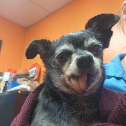 Found/Stray Male Dog last seen Near Laurens, Greenville, SC 29607