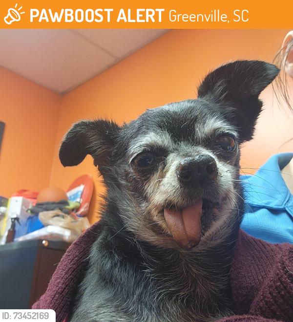 Found/Stray Male Dog last seen Near Laurens, Greenville, SC 29607