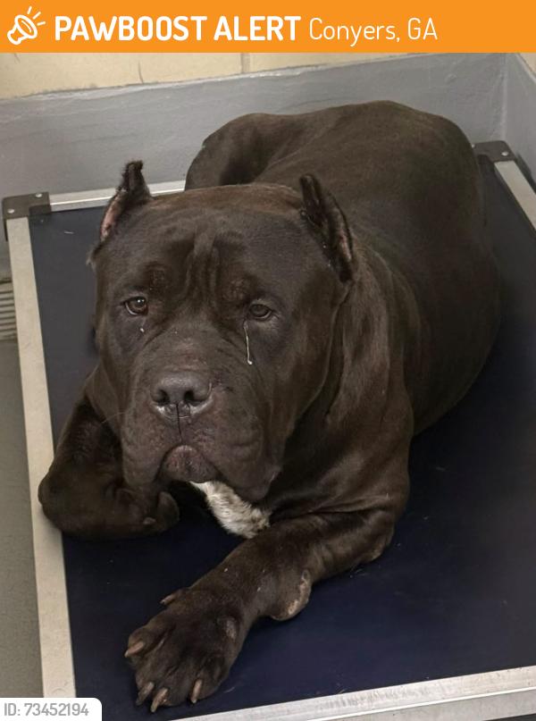 Found/Stray Unknown Dog last seen Located at Rockdale County Animal Service, 1506 Rockbridge Road, Conyers, GA 30012, Conyers, GA 30012