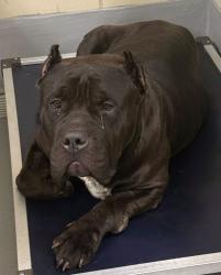 Found/Stray Unknown Dog last seen Located at Rockdale County Animal Service, 1506 Rockbridge Road, Conyers, GA 30012, Conyers, GA 30012