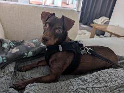 Lost Male Dog last seen Hwy 48/Main St, Stouffville, ON., Whitchurch-Stouffville, ON L4A 3S8