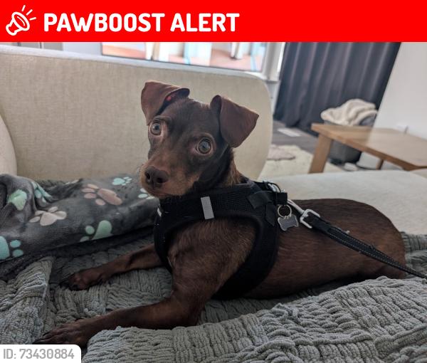 Lost Male Dog last seen Hwy 48/Main St, Stouffville, ON., Whitchurch-Stouffville, ON L4A 3S8