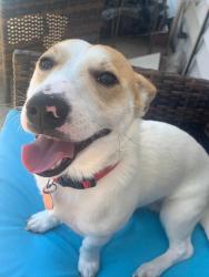 Reunited Male Dog last seen Near hemlock loop and hemlock way, Silver Springs Shores, FL 34472