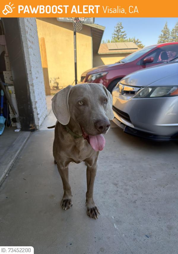 Found/Stray Male Dog last seen Chinowth st, Visalia, CA 93291