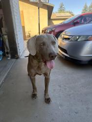 Found/Stray Male Dog last seen Chinowth st, Visalia, CA 93291