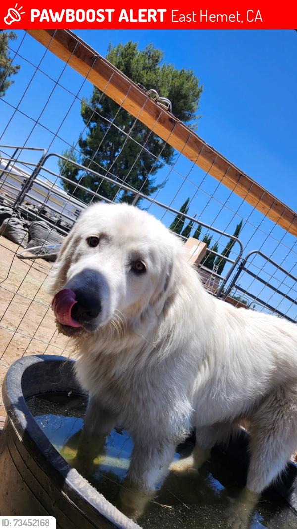 Lost Male Dog last seen Stetson and Yale, East Hemet, CA 92544