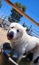 Lost Male Dog last seen Stetson and Yale, East Hemet, CA 92544