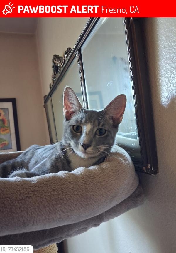Lost Male Cat last seen Cornelia and Dakota, Fresno, CA 93722