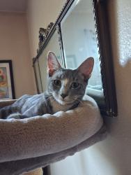 Lost Male Cat last seen Cornelia and Dakota, Fresno, CA 93722