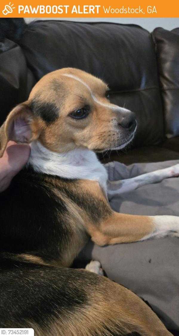 Found/Stray Male Dog last seen Carriage Kia, Woodstock, GA 30066