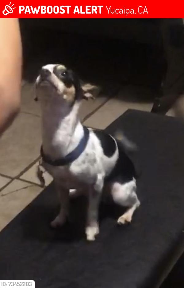 Lost Male Dog last seen Overcrest and Sierra linda, Yucaipa, CA 92399