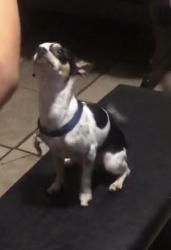 Lost Male Dog last seen Overcrest and Sierra linda, Yucaipa, CA 92399
