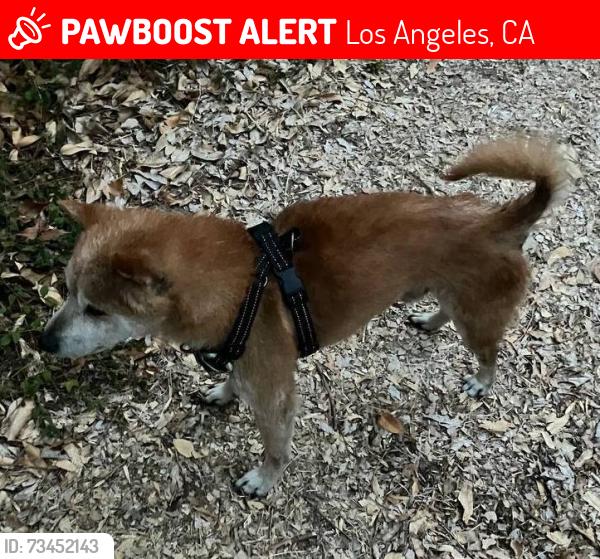 Lost Male Dog last seen Parthenia St & Louise Ave, Northridge, Los Angeles, CA 91325