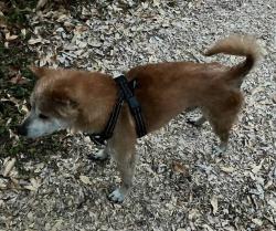 Lost Male Dog last seen Parthenia St & Louise Ave, Northridge, Los Angeles, CA 91325
