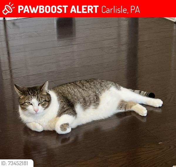 Lost Female Cat last seen Yorkshire Dr, Carlisle, PA 17013