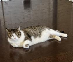 Lost Female Cat last seen Yorkshire Dr, Carlisle, PA 17013