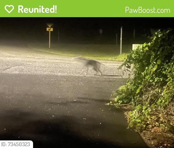 Reunited Unknown Dog last seen Trail crossing Floral Park at S Great Oaks, Floral City, FL 34436