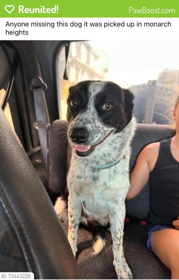 Reunited Female Dog last seen Huckleberry dr, Glengary, WV 25421