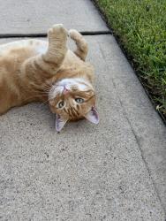 Found/Stray Female Cat last seen ebbets field dr spring tx, Harris County, TX 77389