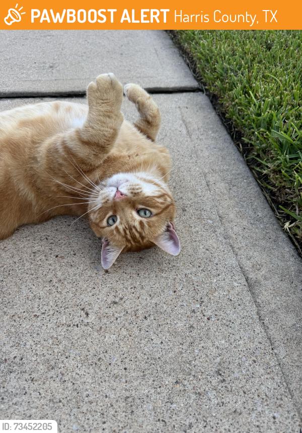 Found/Stray Female Cat last seen ebbets field dr spring tx, Harris County, TX 77389