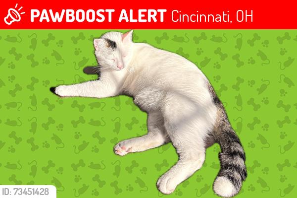 Lost Male Cat last seen Tyne Ave and Ravenwood, Cincinnati, OH 45213