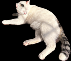 Lost Male Cat last seen Tyne Ave and Ravenwood, Cincinnati, OH 45213