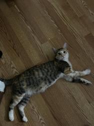 Lost Female Cat last seen 72nd and sheridan, Westminster, CO 80003