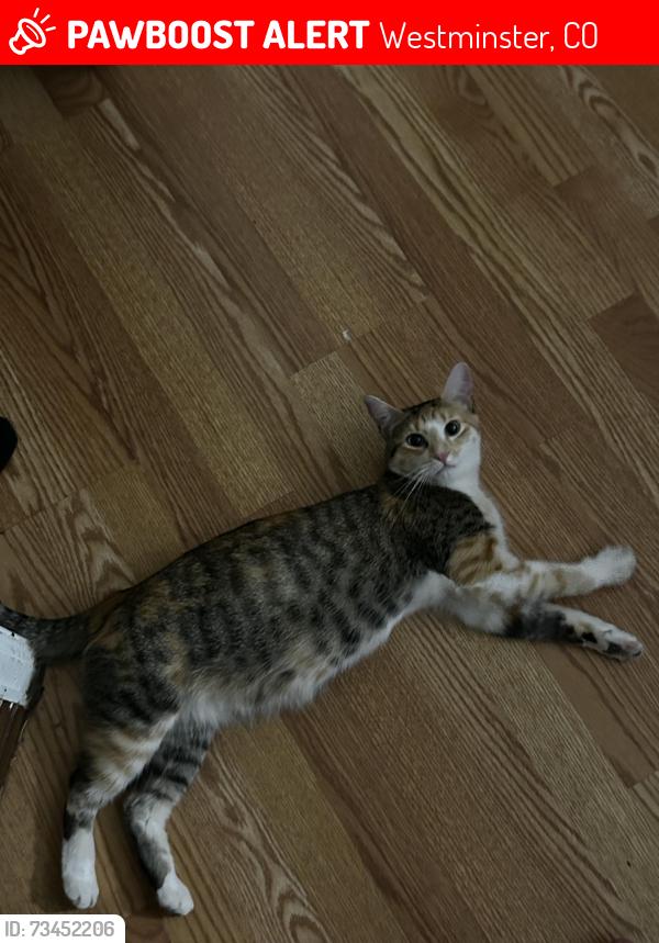 Lost Female Cat last seen 72nd and sheridan, Westminster, CO 80003