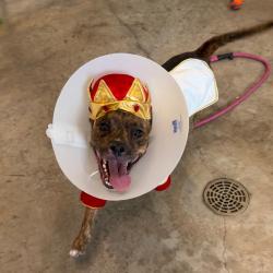 Shelter Stray Male Dog last seen , 3607 N Armenia Ave, Tampa, FL 33607, USA
